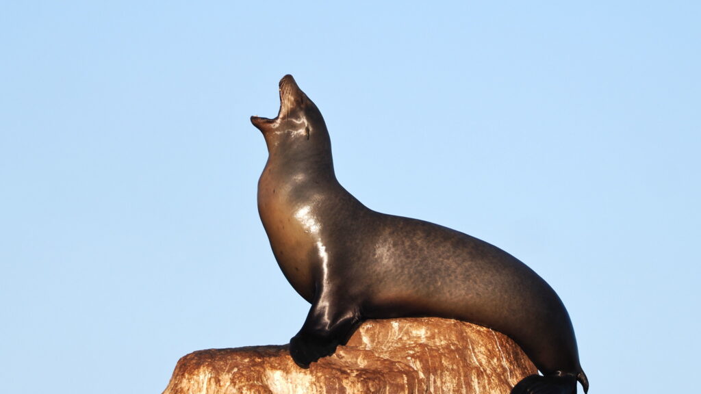 Sea lion barking on top of a sunlit rock against a blue sky