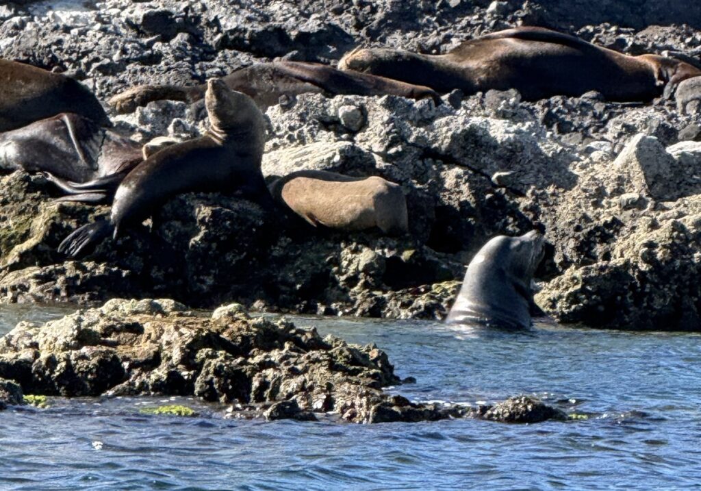 Dozens of sea lions hauled out on the rocks at Los Islotes, La Paz, with one swimming below
