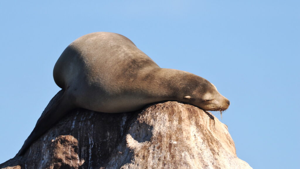 Sea lion sleeping on top of a rock against a clear blue sky