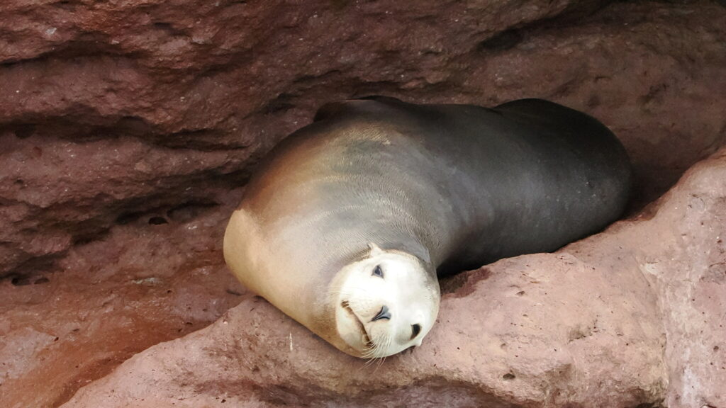 Sea lion asleep in a red rock crevice at Los Islotes, La Paz