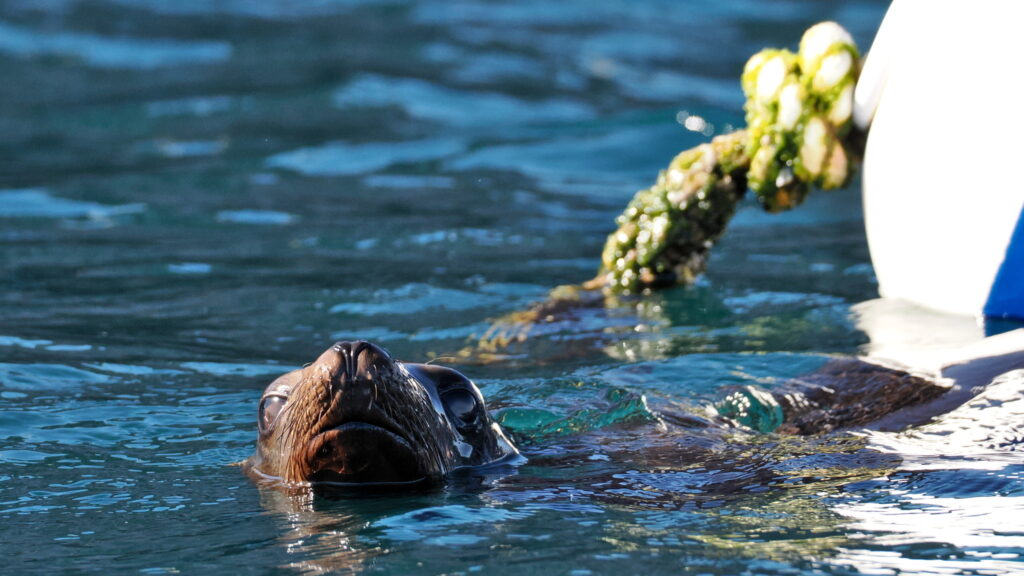 Curious sea lion surfacing next to a boat mooring line in La Paz