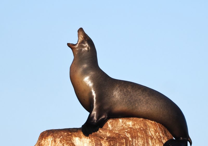 Sea lion barking on top of a sunlit rock against a blue sky