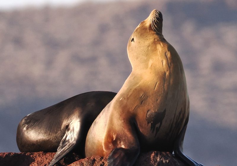 Sea lion sitting upright on a red rock with its head raised towards the sun