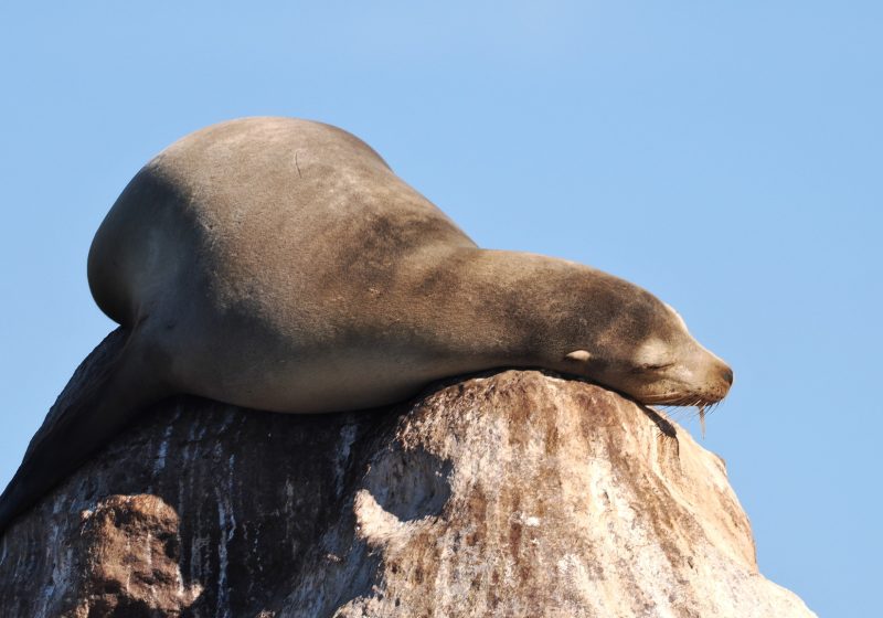 Sea lion sleeping on top of a rock against a clear blue sky