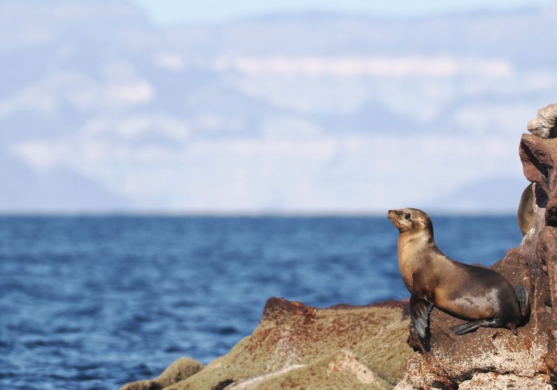 Sea lion on a red rock above the Sea of Cortez with the mountains behind