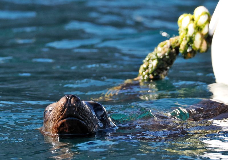 Curious sea lion surfacing next to a boat mooring line in La Paz